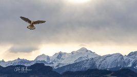 Chloé DHALLENNE - CHLOE DHALLENE PHOTOGRAPHIE